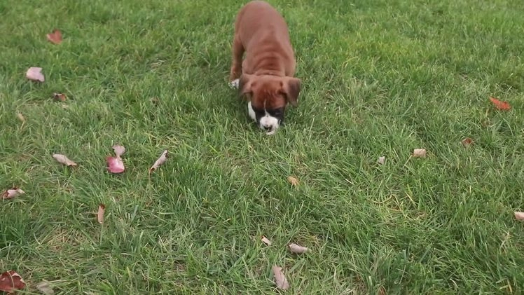 Boxer dogs for sale: Clara - Video 1