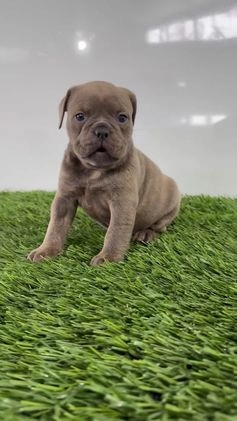 Olde English Bulldogge dogs for sale: Teela - Video 1