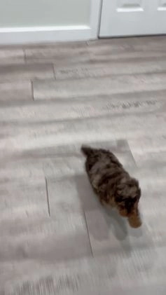 Miniature Poodle dogs for sale: Copper - Video 1