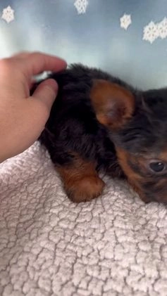 Yorkshire Terrier dogs for sale: Kylie - Video 1