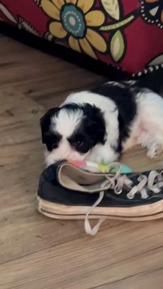 Maltipoo dogs for sale: Maltipoo Puppy 1 - Video 1