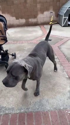 American Pit Bull Terrier dogs for stud: rehome free - Video 1