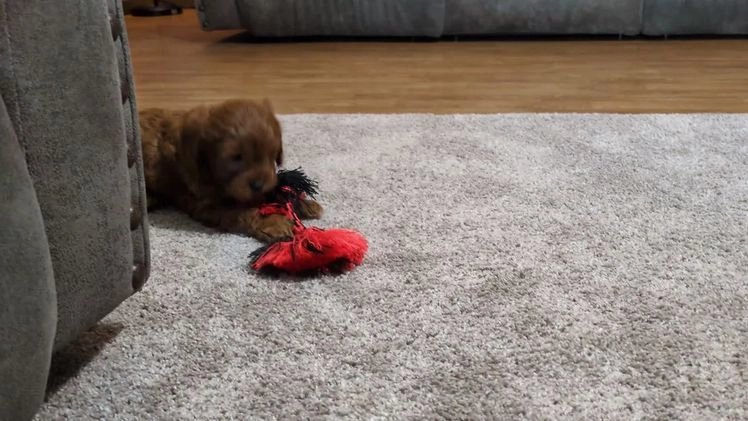 Cavapoo dogs for sale: Asher  - Video 1