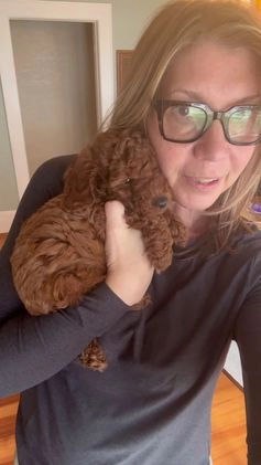 Mini Goldendoodle dogs for sale: Mini Goldendoodle Puppy 1 - Video 1