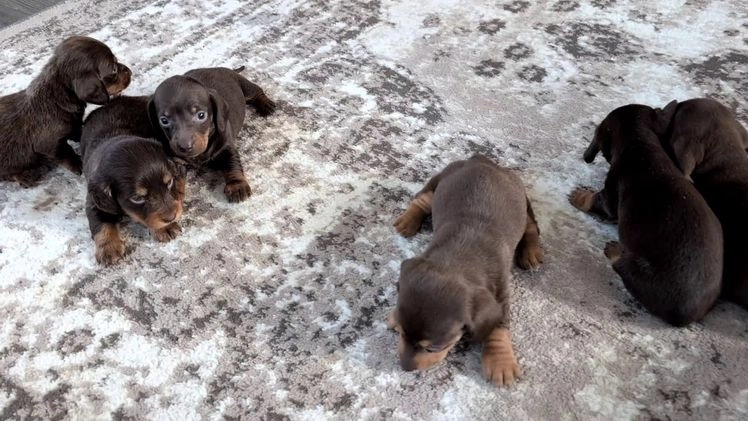 Miniature Dachshund dogs for sale: Iris - Video 2