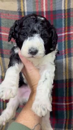 Mixed Breed dogs for sale: Bentley - Video 1