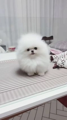 Pomeranian dogs for sale: Pomeranian Puppy 1 - Video 2