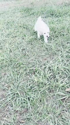 Maltipoo dogs for sale: ASH - Video 1
