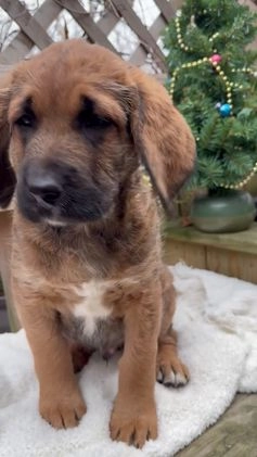 Mixed Breed dogs for sale: Oscar - Video 1