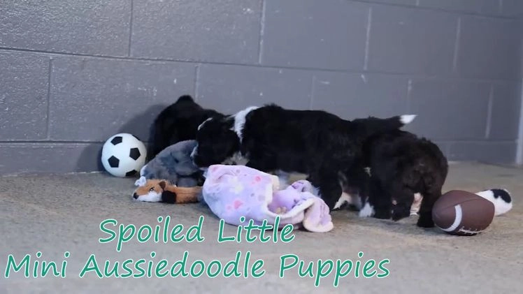 Mini Aussiedoodle dogs for sale: Kit Kat - Video 1
