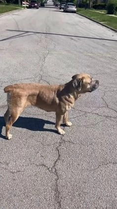 Cane Corso dogs for sale: Cane Corso Puppy 2 - Video 1