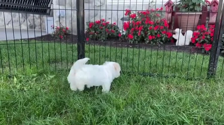 Havanese dogs for sale: Annie - Video 2