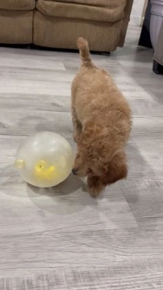 Mini Goldendoodle dogs for sale: Darcy  - Video 1