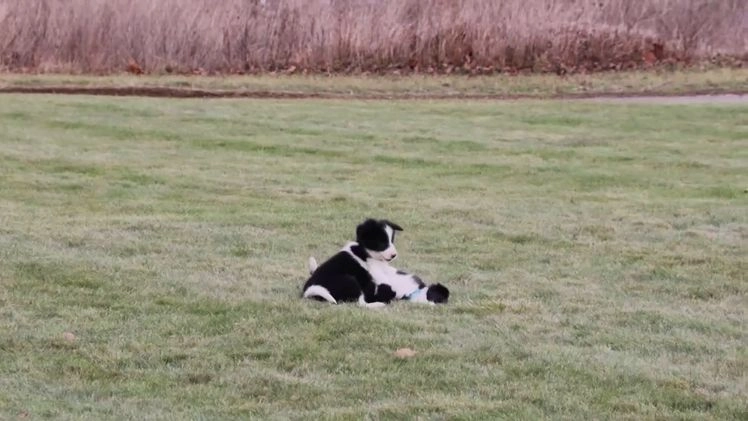 Border Collie dogs for sale: jolly - Video 1