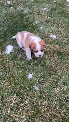 Saint Bernard dogs for sale: Jack - Video 1