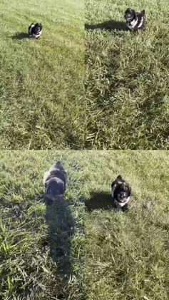 Toy Poodle dogs for sale: Jackson - Video 1