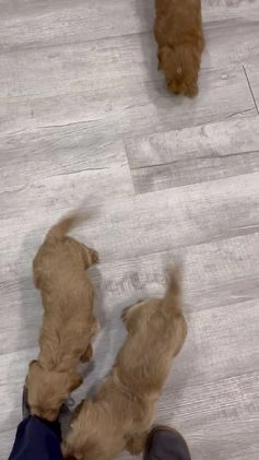 Mini Goldendoodle dogs for sale: Marshall - Video 1