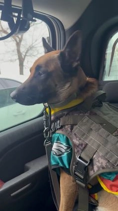 Belgian Malinois dogs for stud: Beast bandit the beast  - Video 3