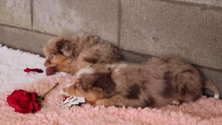 Mixed Breed dogs for sale:  chase - Video 1