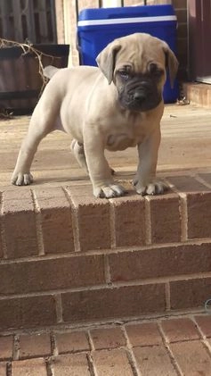 South African Boerboels dogs for sale: Mark - Video 1