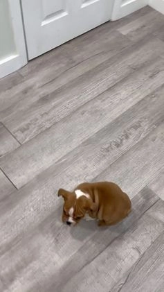 Mixed Breed dogs for sale: Bella - Video 1