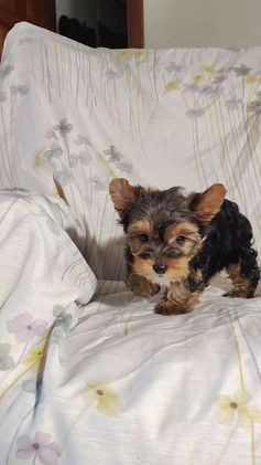 Yorkshire Terrier dogs for sale: Robbie - Video 1