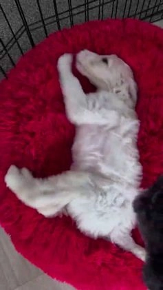 Goldendoodle dogs for sale: BELL - Video 1