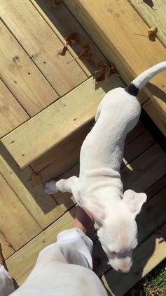 Dogo Argentino dogs for sale: Puppy M3 - Video 3