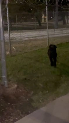 Giant Schnauzer dogs for sale: Giant Schnauzer  - Video 1