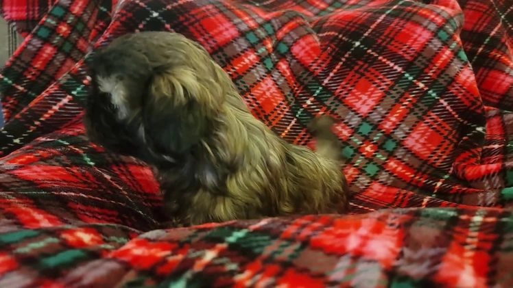 Shih Tzu dogs for sale: COOPER, Shih Tzu, Male, 10 weeks, AKC Champion Blood Line - Video 1