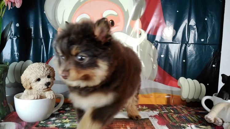 Pomeranian dogs for sale: Pomeranian Puppy 1 - Video 1