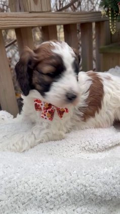 Saint Berdoodles dogs for sale: Banjo - Video 1