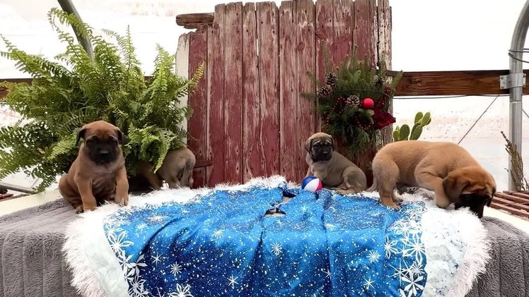 English Mastiff dogs for sale: Zack - Video 3