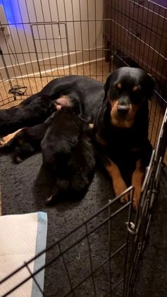 Rottweiler dogs for sale: Rottweiler Puppy 1 - Video 1