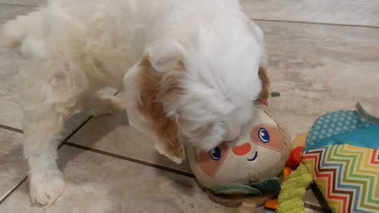 Cockapoo dogs for sale: Rover - Video 1