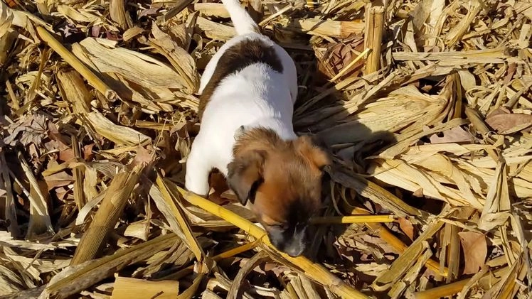 Jack Russell Terrier dogs for sale: Pepsi - Video 1