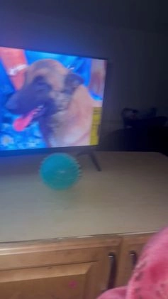 Belgian Malinois dogs for stud: Beast bandit the beast  - Video 4