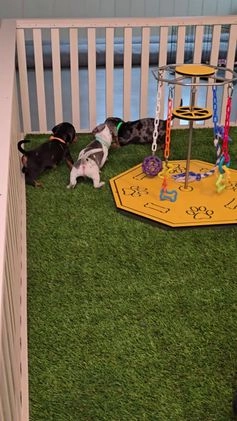 Miniature Dachshund dogs for sale: Nipper - Video 2