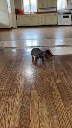 Miniature Dachshund dogs for sale: Joey - Video 1