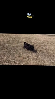 Maltipoo dogs for sale: Buzzy - Video 1