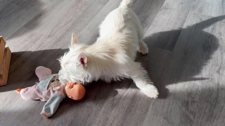 Cairn Terrier dogs for sale: Sugar - Video 1