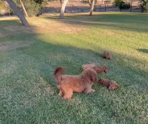 Cavapoo dogs for sale: Cavapoo Puppy 3 - Video 6