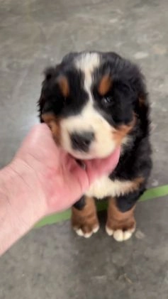 Bernese Mountain Dog dogs for sale: Thor - Video 1