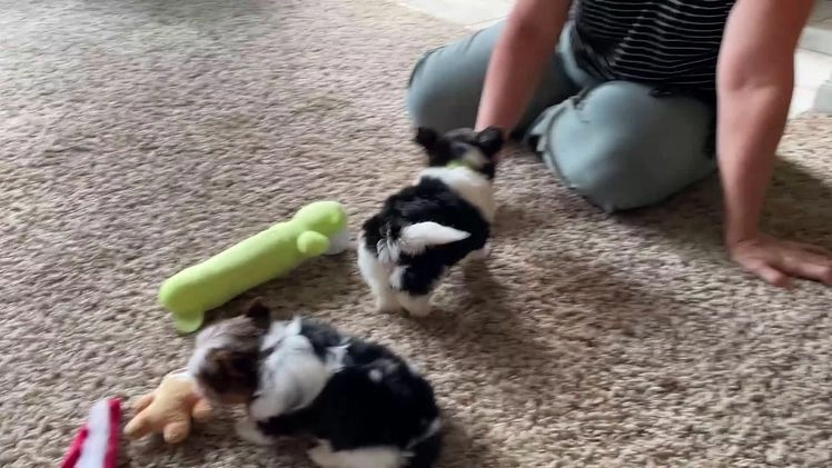 Biewer Terrier dogs for sale: Pippin - Video 1