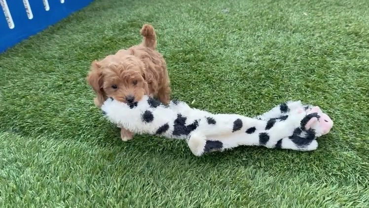 Maltipoo dogs for sale: Ozzy - Video 3