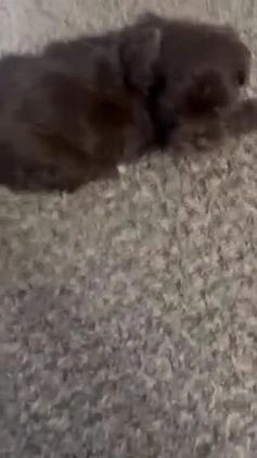 Mixed Breed dogs for sale: Mixed Breed Puppy 1 - Video 1