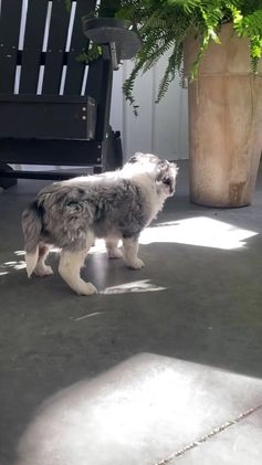 Mini Bernedoodle dogs for sale: Montana - Video 3