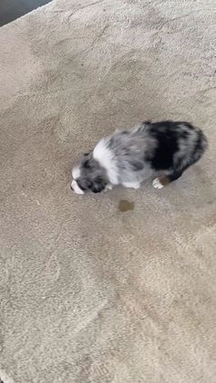 Australian Shepherd dogs for sale: Calla - Video 1