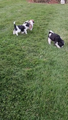 Mixed Breed dogs for sale: Oreo - Video 1