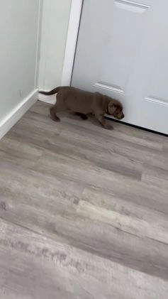 Labrador Retriever dogs for sale: Stormy - Video 1